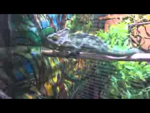 how to treat mbd in chameleons