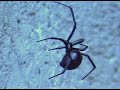 Black Widow Spider Close up