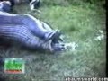 Anaconda snake swallowing maybe a hippo or a capybara (shocking video)
