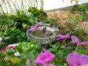 Cottage Sparrows