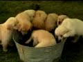 Golden Retriever Puppies - Love Water Golden Retriever Puppies - Love Water