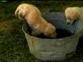 Golden Retriever video