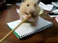 Hamster Can't Eat Pencil