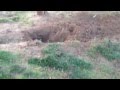 Angel the Greyhound's digging adventure