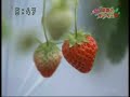 HOKKAIDO KUSHIRO Strawberry \"BENIHOPPE\"