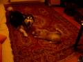 Alaskan Malamutes Carlos and baby Sophie play (Arctic Village kennel)