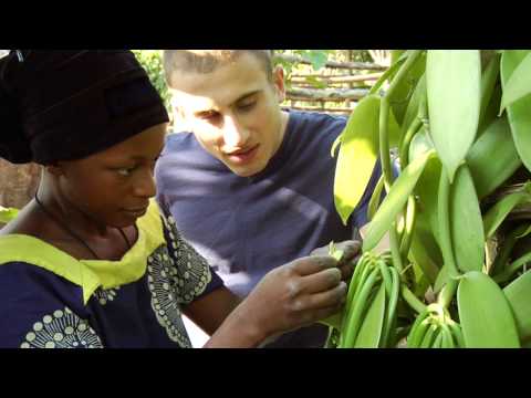 how to harvest vanilla