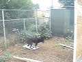 California Dog Training French Ring sport California Dog Training French Ring sport