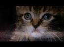 more kitty shens