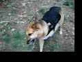Three Legged Dog Holds Stick With One Good Paw