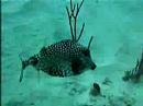 Another Trunkfish, looking for a snack