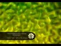 trascendental sound vibration   ananda shanti das