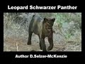 Leopard Schwarzer Panther Black Panther Tiere Animals Natur SelMcKenzie Selzer-McKenzie