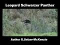 Leopard Schwarzer Panther Black Panther Tiere Animals Natur SelMcKenzie Selzer-McKenzie
