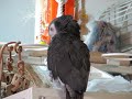 Wheres Topper ? My African Grey calling for my Jack Russell