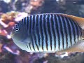 Sea Life - One Sea Life - One