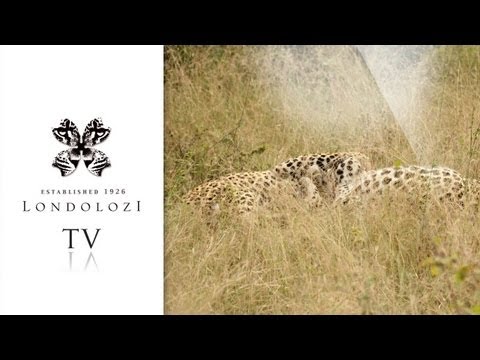 male leopard