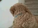 Pepper Petralia -- Cockapoo Pepper Petralia -- Cockapoo