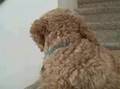 Pepper Petralia -- Cockapoo
