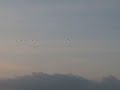 crane calls.AVI crane calls.AVI