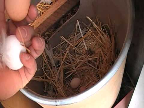 how to collect eggs from a chicken