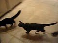 Cat Attack