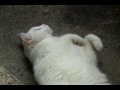 the mighty cat rabbit
