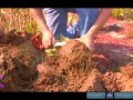 How to Examine Iris Plant Roots How to Examine Iris Plant Roots