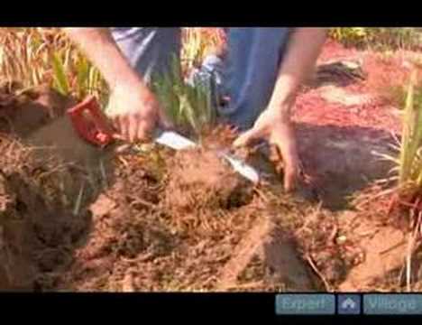 how to replant iris rhizomes