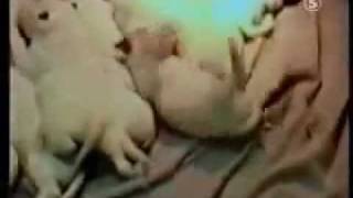 HAMMER! Lustige Hunde, Tiere, Welpen (lustige Tiere, Welpen) -
