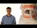Brushing and Flossing