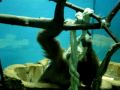 Baby Gibbon Baby Gibbon