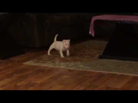 AKC Show Prospect Bull Terrier Puppy Pip