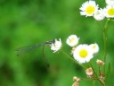 イトトンボ(Damselfly)が花に・・・・・。 イトトンボ(Damselfly)が花に・・・・・。