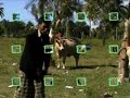 Lembu (Pok Nik Man)