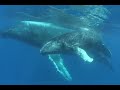 Snorkeling with humpback whales Silver Bank Snorkeling with humpback whales Silver Bank