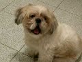 dodo cane parlante