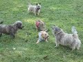 Cairn Terrier Rescue Puppies Available in NJ- Part 2 of 5