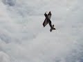 Yak 55 3D