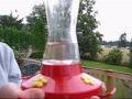 Humming Bird Extravaganza Humming Bird Extravaganza