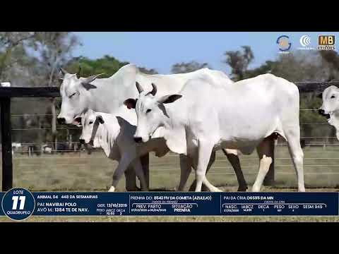 1� DE OLHO NA FAZENDA NELORE SESMARIAS