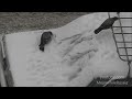 I liked a @YouTube video from @meanwhilerussia http://t.co/ENg5mKvAV3 Crows Playing On A Snowy Car