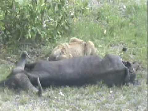 Lion Kill at NKORHO PAN Xmas 2006 ...