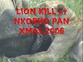 lion kill at nkorho pan xmas 2006 part 3 of 3