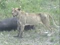 Lion Kill at NKORHO PAN Xmas 2006 Part-3 of 3