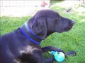 Ella my dog
