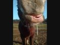 videos de Jessy´s Geburtstagsvideo