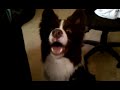 Click here to watch this video More roo roo