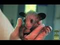 Aye-aye Birth
