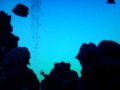 如魚得水賀聖誕 (台山話)